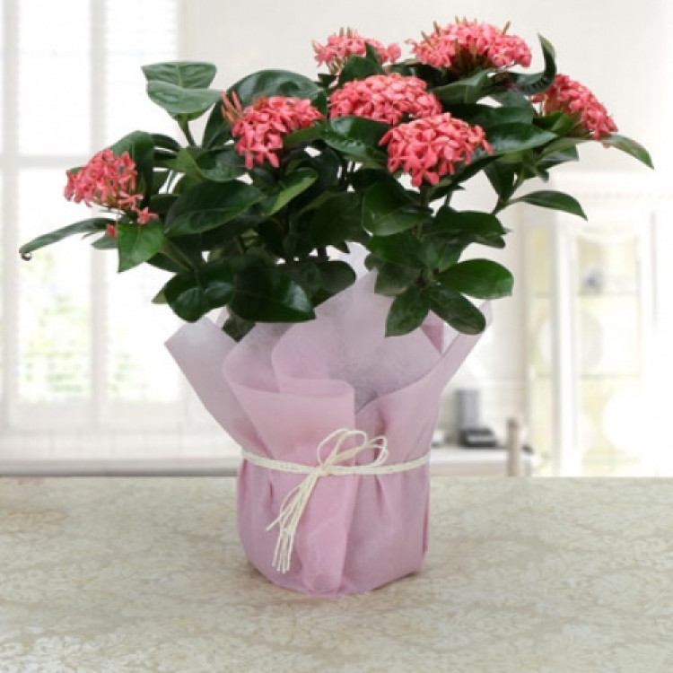 Ixora Blooms